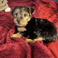 Yorkshire Terrier Puppies for sale in Picayune, MS 39466, USA. price: $1,400
