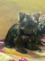 Yorkshire Terrier Puppies for sale in Picayune, MS 39466, USA. price: $1,300