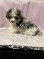 Yorkshire Terrier Puppies for sale in Yakima, Washington. price: NA