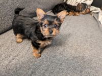 Yorkshire Terrier Puppies for sale in Haslett, Michigan. price: $1,100