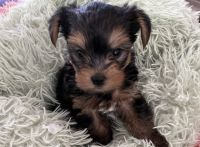 Yorkshire Terrier Puppies for sale in Lake City, Florida. price: $2,300