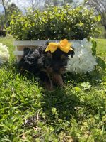 Yorkshire Terrier Puppies for sale in Fort Payne, Alabama. price: $1,000