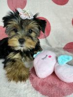 Yorkshire Terrier Puppies for sale in Albuquerque, NM, USA. price: $2,500