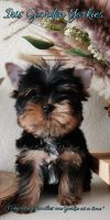 Yorkshire Terrier Puppies for sale in Yucaipa, CA, USA. price: $2,800