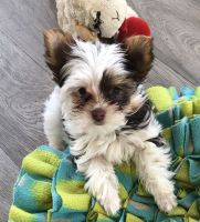 Yorkshire Terrier Puppies for sale in Addy, Washington. price: $2,500
