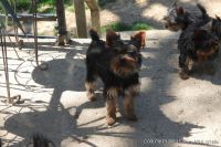 Yorkshire Terrier Puppies for sale in Wooster, Ohio. price: $1,000