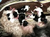 Yorkshire Terrier Puppies for sale in Penn Hills, Pennsylvania. price: $2,500