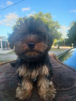 Yorkshire Terrier Puppies for sale in Port St. Lucie, Florida. price: $1,700