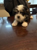 Yorkshire Terrier Puppies for sale in Moreno Valley, California. price: $350