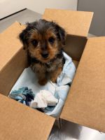 Yorkshire Terrier Puppies for sale in Spring Valley, New York. price: $1,200