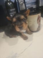 Yorkshire Terrier Puppies for sale in North Port, FL, USA. price: $1,300