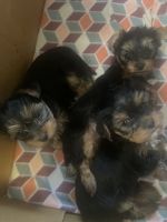 Yorkshire Terrier Puppies for sale in Veradale, Washington. price: $2,000