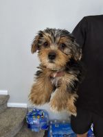 Yorkshire Terrier Puppies for sale in Brighton, Colorado. price: $1,000