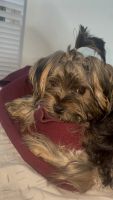 Yorkshire Terrier Puppies for sale in Gainesville, Florida. price: $500
