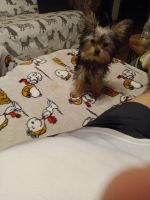 Yorkshire Terrier Puppies for sale in Brownsville, Texas. price: $1,200