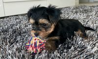 Yorkshire Terrier Puppies for sale in Atlanta, Georgia. price: $1,500