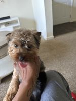 Yorkshire Terrier Puppies for sale in Kennesaw, Georgia. price: $1,300