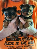 Yorkshire Terrier Puppies for sale in Speedwell, Tennessee. price: $800