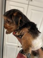 Yorkshire Terrier Puppies for sale in Irvine, California. price: $1,000