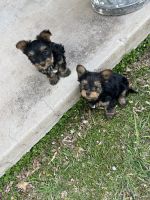 Yorkshire Terrier Puppies for sale in Lincoln County, NM, USA. price: $900