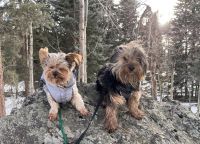 Yorkshire Terrier Puppies for sale in Morrison, CO 80465, USA. price: $500