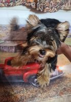 Yorkshire Terrier Puppies for sale in Uniontown, Pennsylvania. price: $1,000