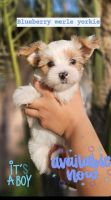 Yorkshire Terrier Puppies for sale in Perris, California. price: $2,500