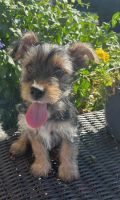 Yorkshire Terrier Puppies for sale in Union, South Carolina. price: $900