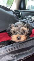 Yorkshire Terrier Puppies for sale in Raleigh, North Carolina. price: $1,350