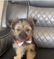 Yorkshire Terrier Puppies for sale in Newark, New Jersey. price: $1,800
