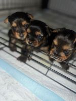 Yorkshire Terrier Puppies for sale in Miami, Florida. price: $1,000