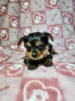 Yorkshire Terrier Puppies for sale in Lake Los Angeles, California. price: $800