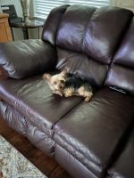 Yorkshire Terrier Puppies for sale in Alvin, Texas. price: $1,500