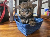 Yorkshire Terrier Puppies for sale in Canton, Ohio. price: $700