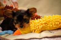 Yorkshire Terrier Puppies for sale in Millington, Michigan. price: $1,300