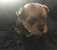Yorkshire Terrier Puppies for sale in Cleveland, OH, USA. price: $600