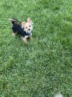 Yorkshire Terrier Puppies for sale in Frederick, Maryland. price: $700
