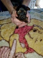 Yorkshire Terrier Puppies for sale in Utica, Michigan. price: $1,200