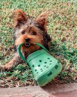 Yorkshire Terrier Puppies for sale in Los Angeles, California. price: $566