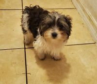 Yorkshire Terrier Puppies for sale in Kissimmee, FL, USA. price: $1,000