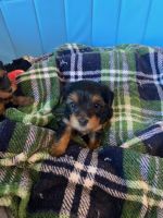 Yorkshire Terrier Puppies for sale in Wake Forest, North Carolina. price: NA