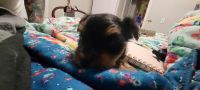Yorkshire Terrier Puppies for sale in del City, Oklahoma. price: $850