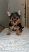 Yorkshire Terrier Puppies for sale in Houston, Texas. price: $1,100