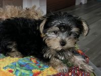 Yorkshire Terrier Puppies for sale in Lake City, Florida. price: $2,300