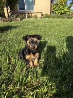 Yorkshire Terrier Puppies for sale in Riverside, California. price: $1,600