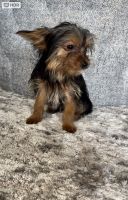 Yorkshire Terrier Puppies for sale in Philadelphia, Pennsylvania. price: $1,000