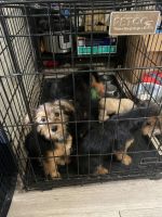 Yorkshire Terrier Puppies for sale in Livonia, Michigan. price: $950