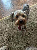 Yorkshire Terrier Puppies for sale in Akron, Ohio. price: $800