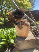 Yorkshire Terrier Puppies for sale in Puyallup, Washington. price: $1,400