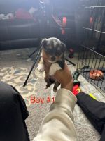 Yorkshire Terrier Puppies for sale in Clinton Township, Michigan. price: $700